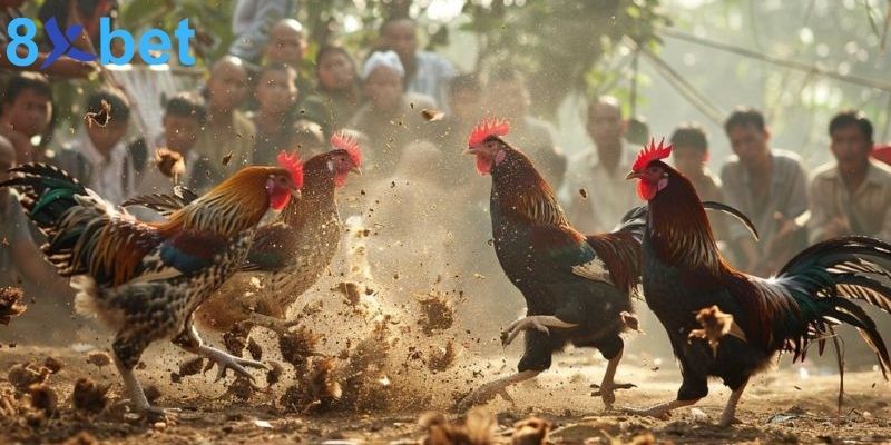 Bí quyết chơi đá gà